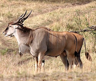 Elenantilope, Masai Mara